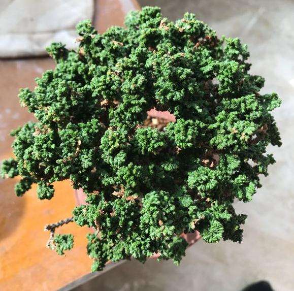 为什么有些石化桧盆栽的叶子发黄