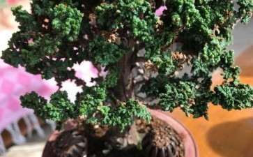 为什么有些石化桧盆栽的叶子发黄