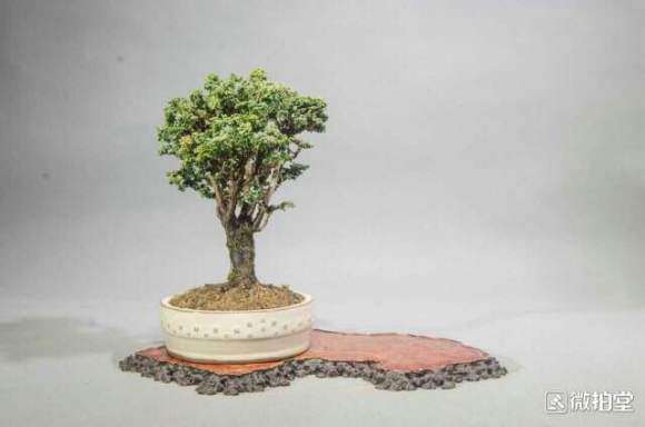石化桧盆栽怎么养护的方法