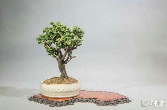 石化桧盆栽怎么养护的方法