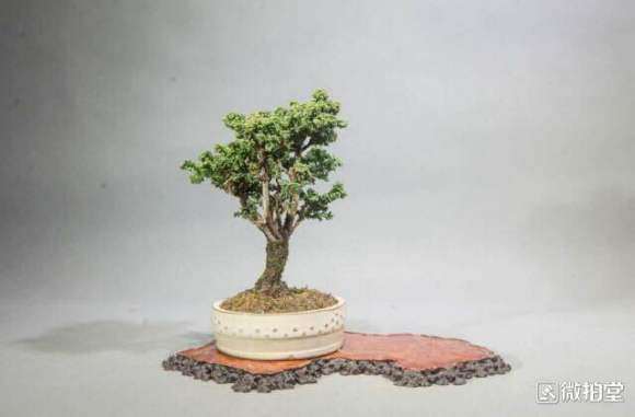 石化桧盆栽怎么养护的方法