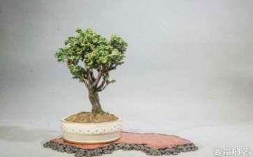 石化桧盆栽怎么养护的方法 图片