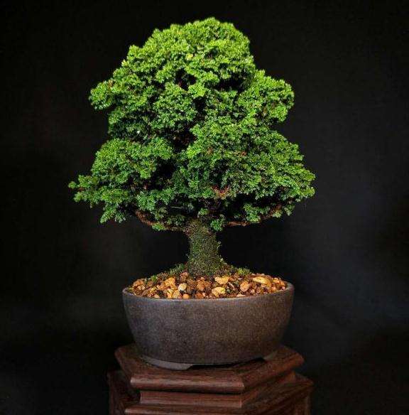 石化桧盆栽适合在秋季扦插吗