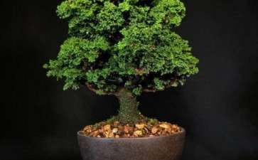 石化桧盆栽适合在秋季扦插吗 图片