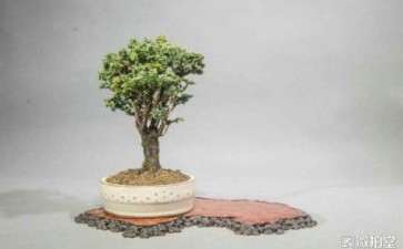 石化桧盆栽用什么土有现成买的吗 图片