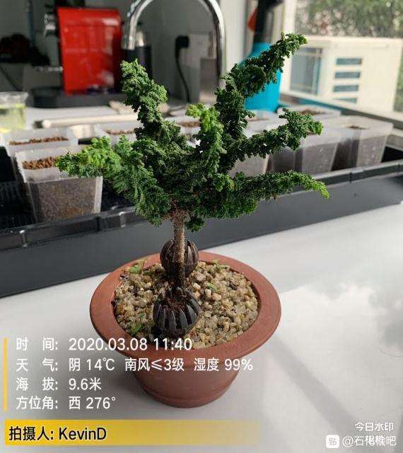 石化桧盆栽怎么扦插