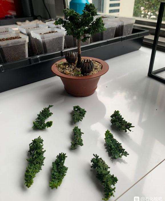 石化桧盆栽怎么扦插