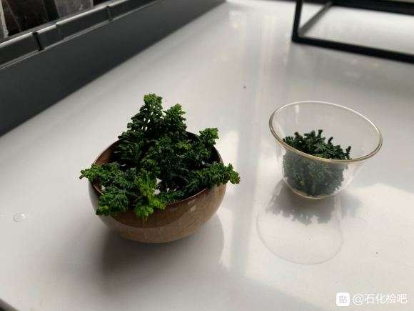 石化桧盆栽怎么扦插