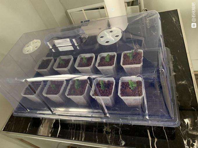 石化桧盆栽怎么扦插