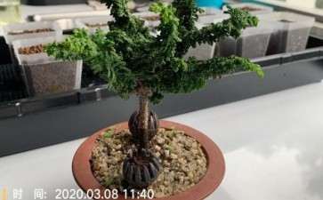 石化桧盆栽怎么扦插的3个方法 图片