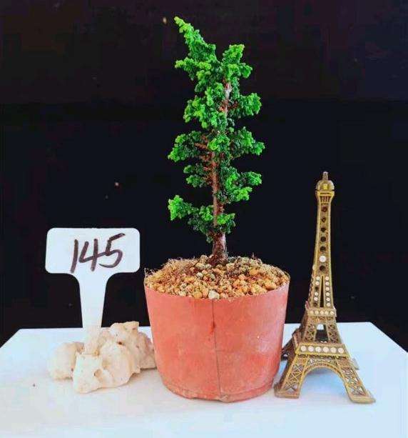 想买个石化桧盆栽