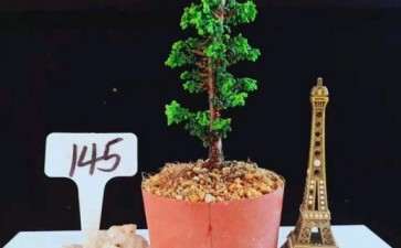 想买个石化桧盆栽 怎么买 求方法