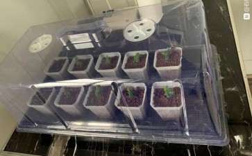 石化桧盆栽直接种地上 是不是长的比较快