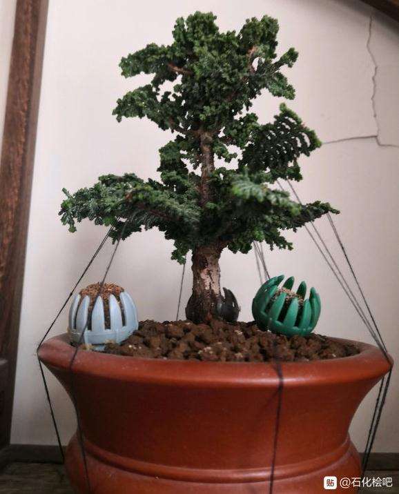 石化桧盆栽盆养3年