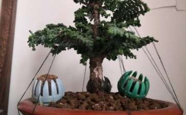 石化桧盆栽盆养3年 仅长粗1公分 怎么办