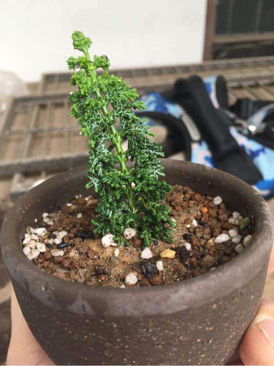 石化桧盆栽扦插需要怎么处理