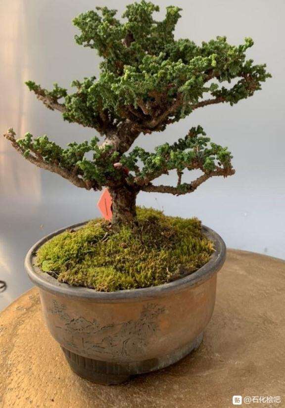 石化桧盆栽大改