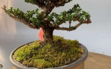 石化桧盆栽大改 改得面目全非 怎么办