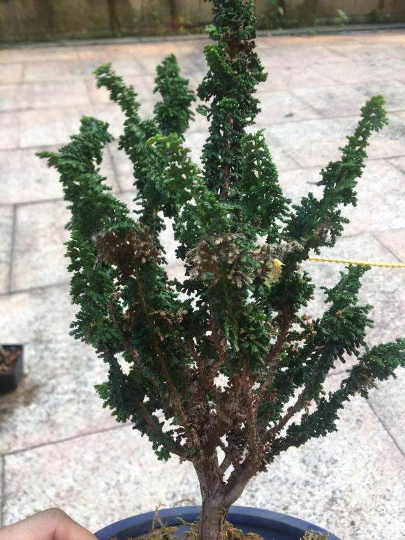 石化桧盆栽叶子变黄变干