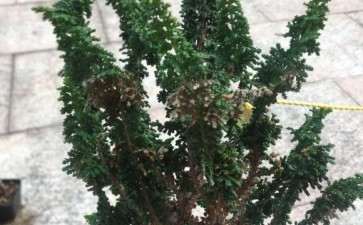 石化桧盆栽叶子变黄变干 死了 怎么办