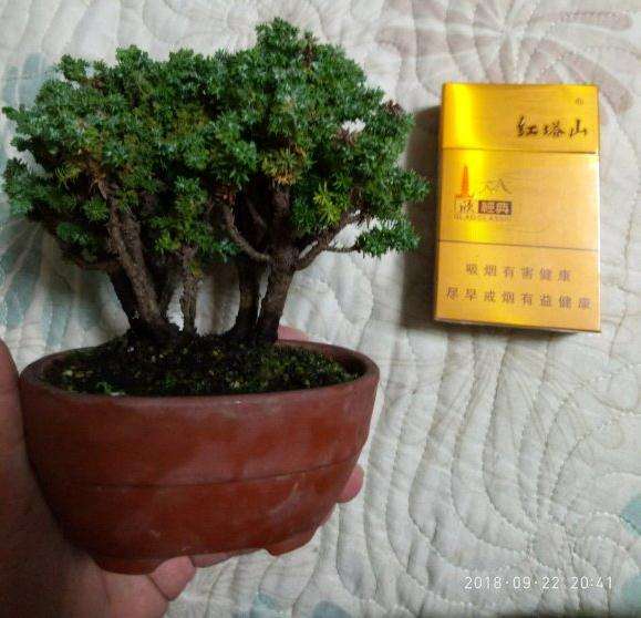 刚买的石化桧盆栽