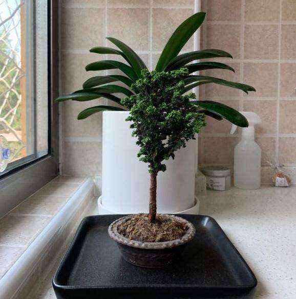 石化桧盆栽 早晚各浇水1次 可以吗