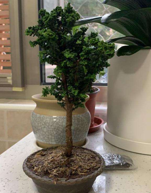 石化桧盆栽 早晚各浇水1次 可以吗