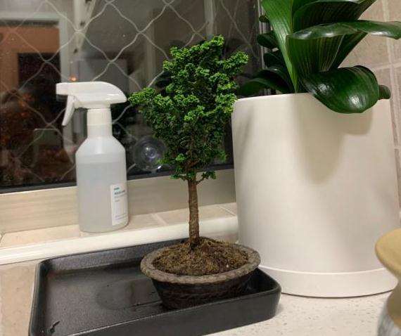 石化桧盆栽 早晚各浇水1次 可以吗