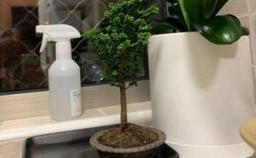 石化桧盆栽 早晚各浇水1次 可以吗