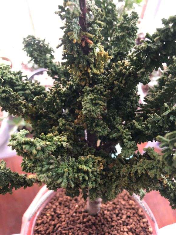 石化桧盆栽见不到阳光