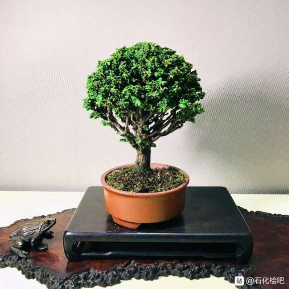 如何让石化桧盆栽主干又粗稍微矮