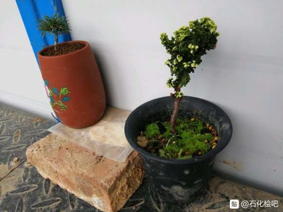 如何让石化桧盆栽主干又粗稍微矮