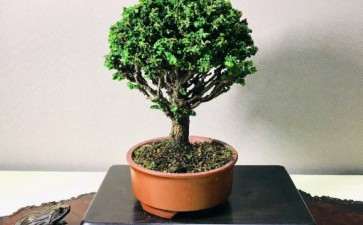 如何让石化桧盆栽主干又粗稍微矮 图片