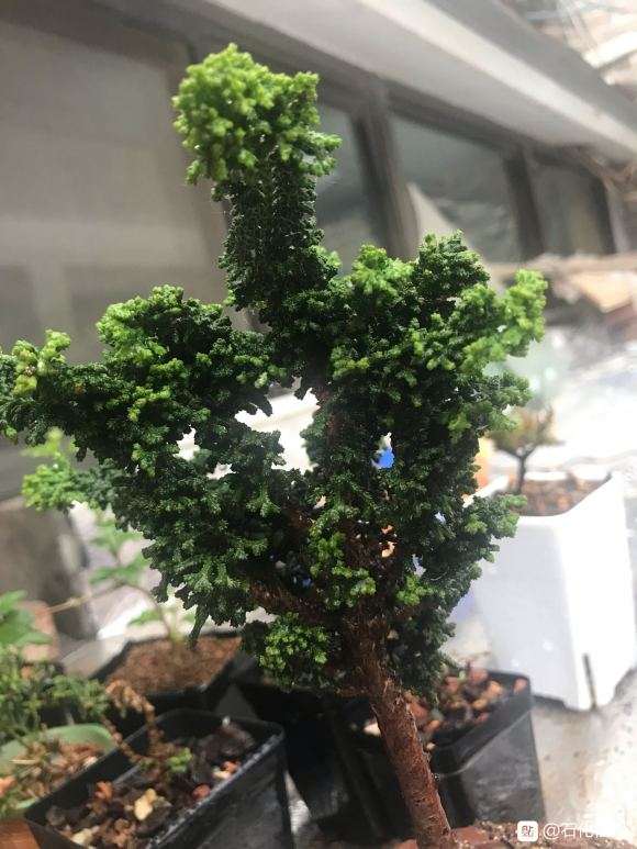 这颗石化桧盆栽需不需要修剪