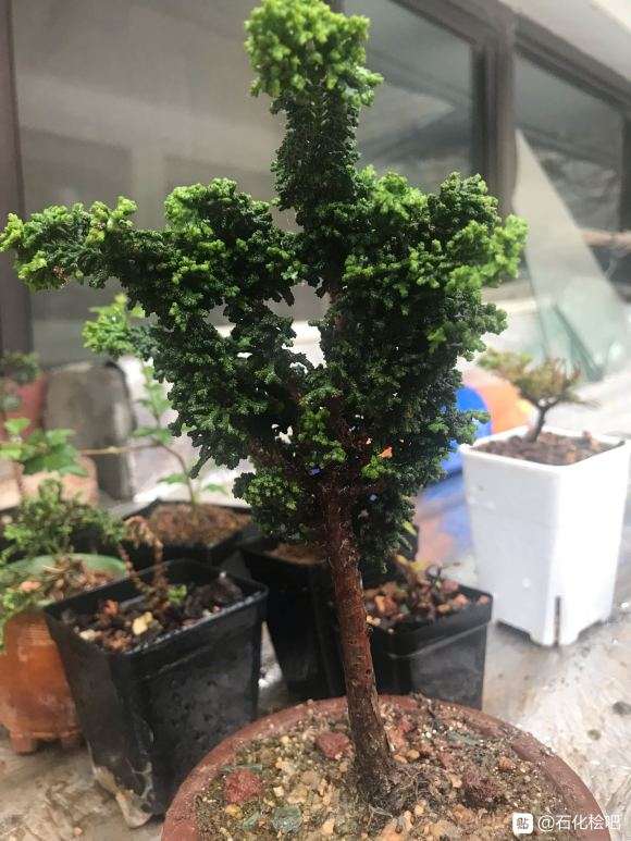 这颗石化桧盆栽需不需要修剪