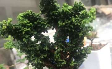 这颗石化桧盆栽需不需要修剪 图片