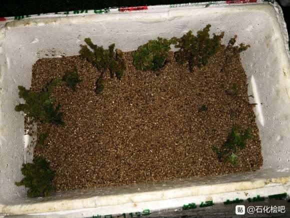 石化桧扦插盆栽 不知道能不能活