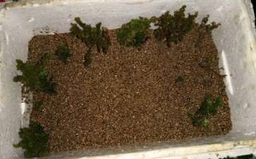 石化桧扦插盆栽 不知道能不能活 图片