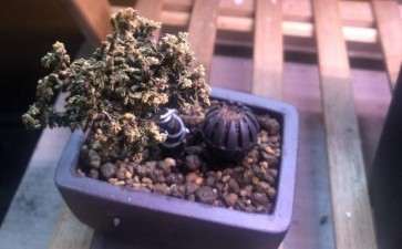 石化桧盆栽叶子发黄 是不是死了 图片