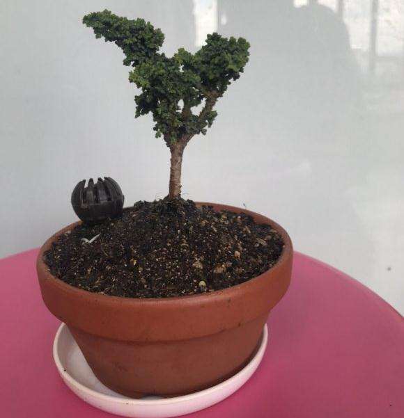 石化桧盆栽什么土 这天气新翻盆的