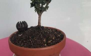 石化桧盆栽什么土 这天气新翻盆的 图片