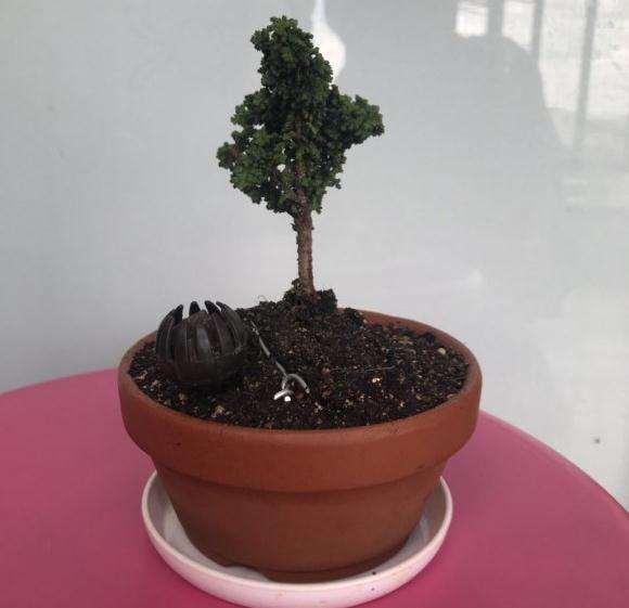 石化桧盆栽用纯赤玉土