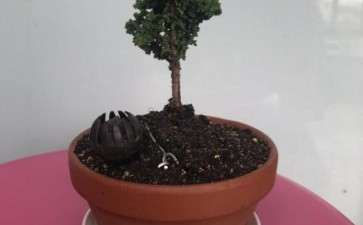 石化桧盆栽用纯赤玉土 好不好 图片