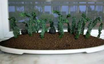 石化桧盆栽丛林 自己扦插了2年 图片