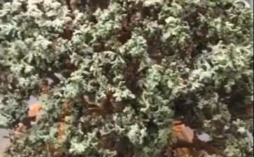 为什么石化桧盆栽 这样种会死 图片