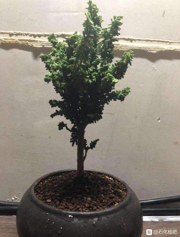 石化桧盆栽可以嫁接真柏吗
