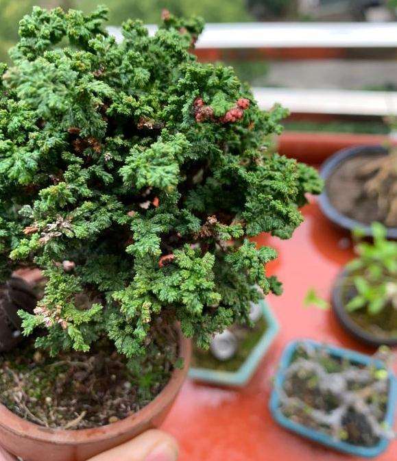 石化桧盆栽叶子上的小红点怎么回事