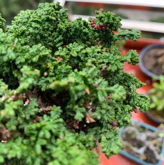 石化桧盆栽叶子上的小红点怎么回事