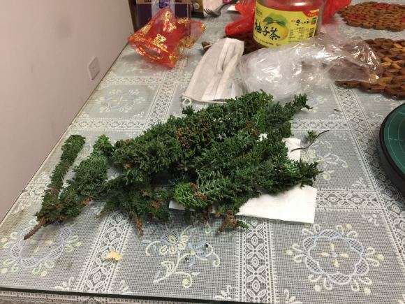 石化桧盆栽怎么扦插繁殖