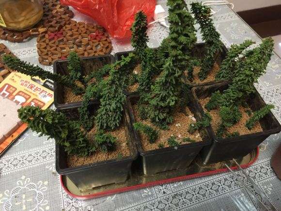 石化桧盆栽怎么扦插繁殖